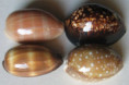 /products/cypraea-7/